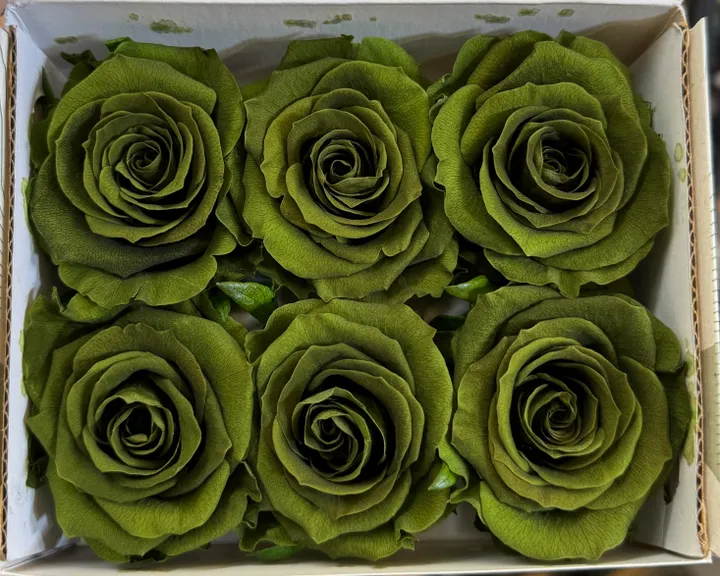 厄瓜多 Hoja Verde 大玫瑰 橄欖綠