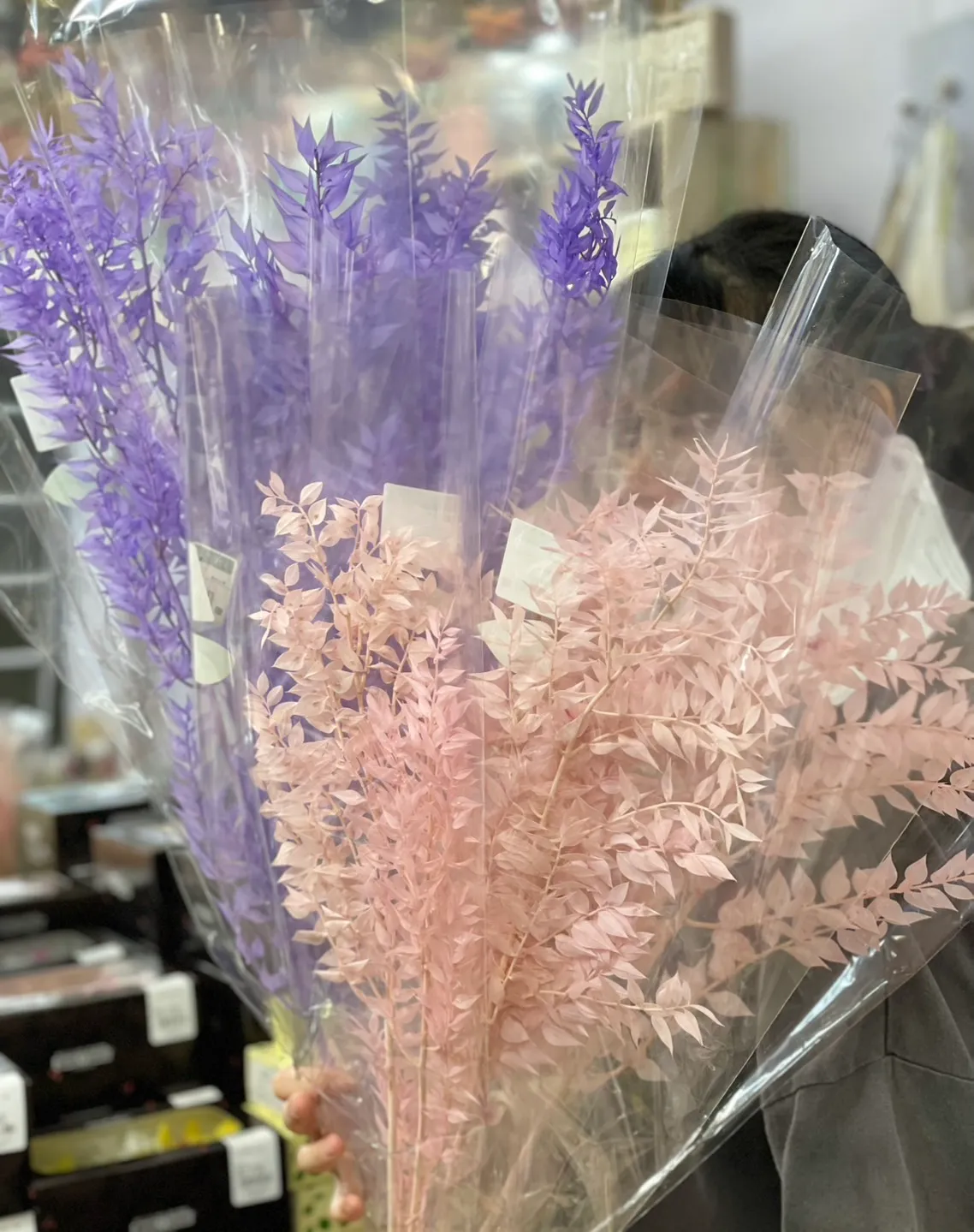 日本永生小樺木 小葉假葉樹 富貴葉 淡粉
