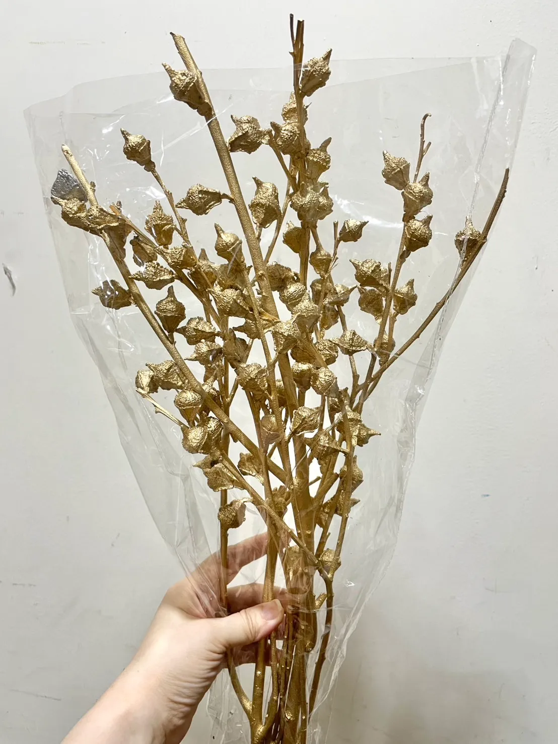 乾燥尤加利果實