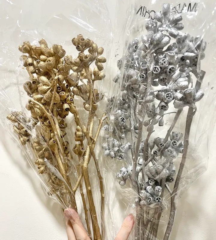 乾燥殭屍果 尤加利果實