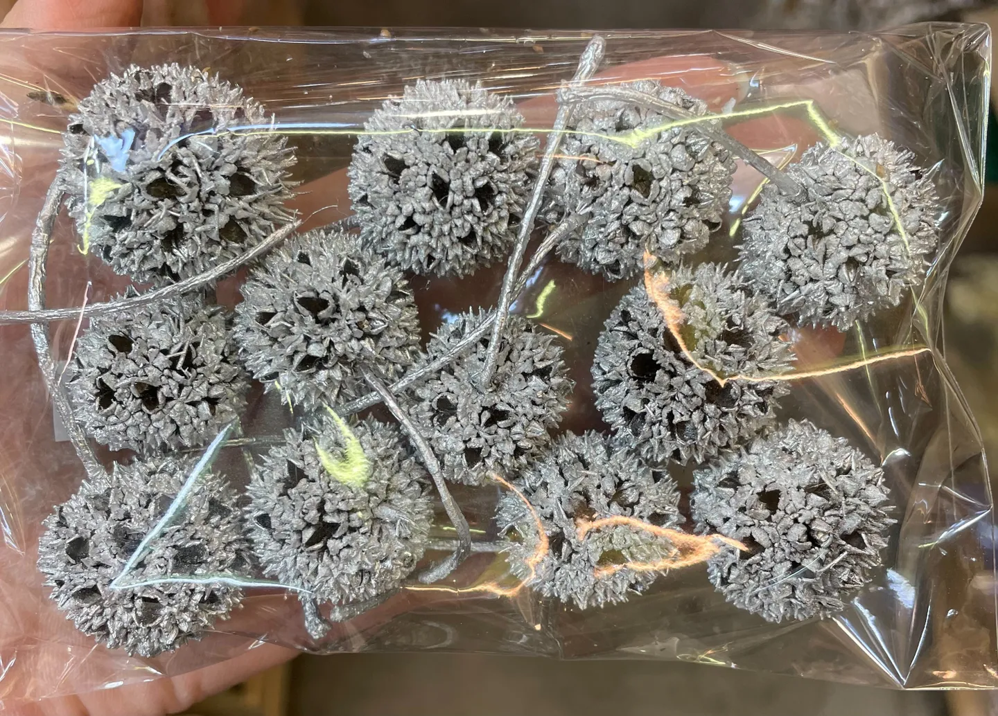 乾燥楓香果實