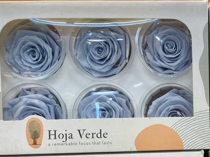 厄瓜多 Hoja Verde XL特大玫瑰 薰衣草藍