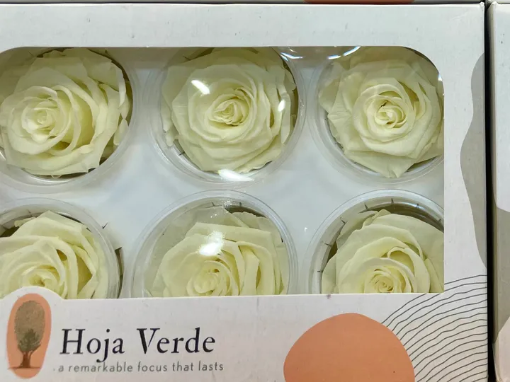厄瓜多 Hoja Verde XL特大玫瑰 奶油黃