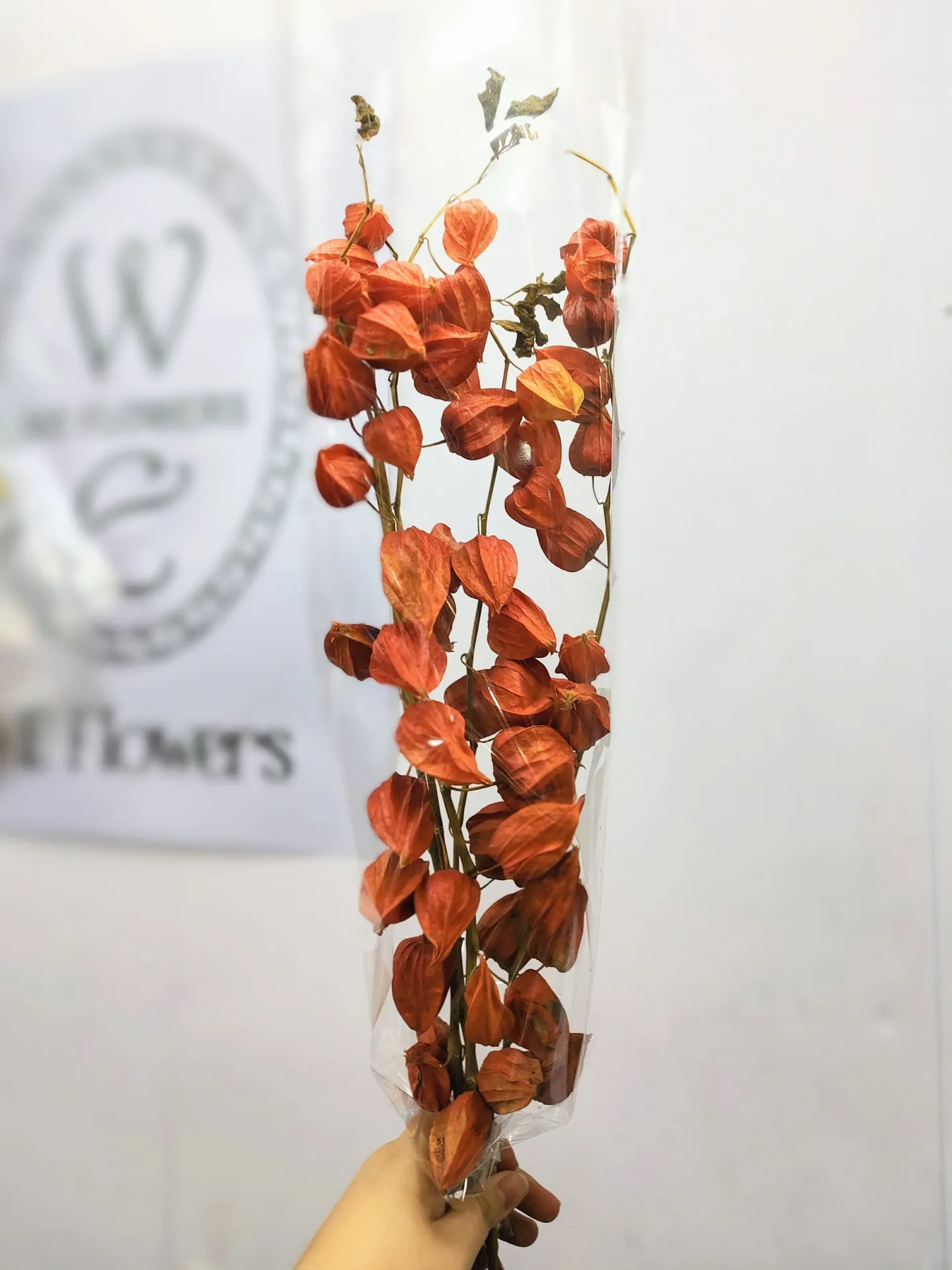 乾燥酸漿果 宮燈