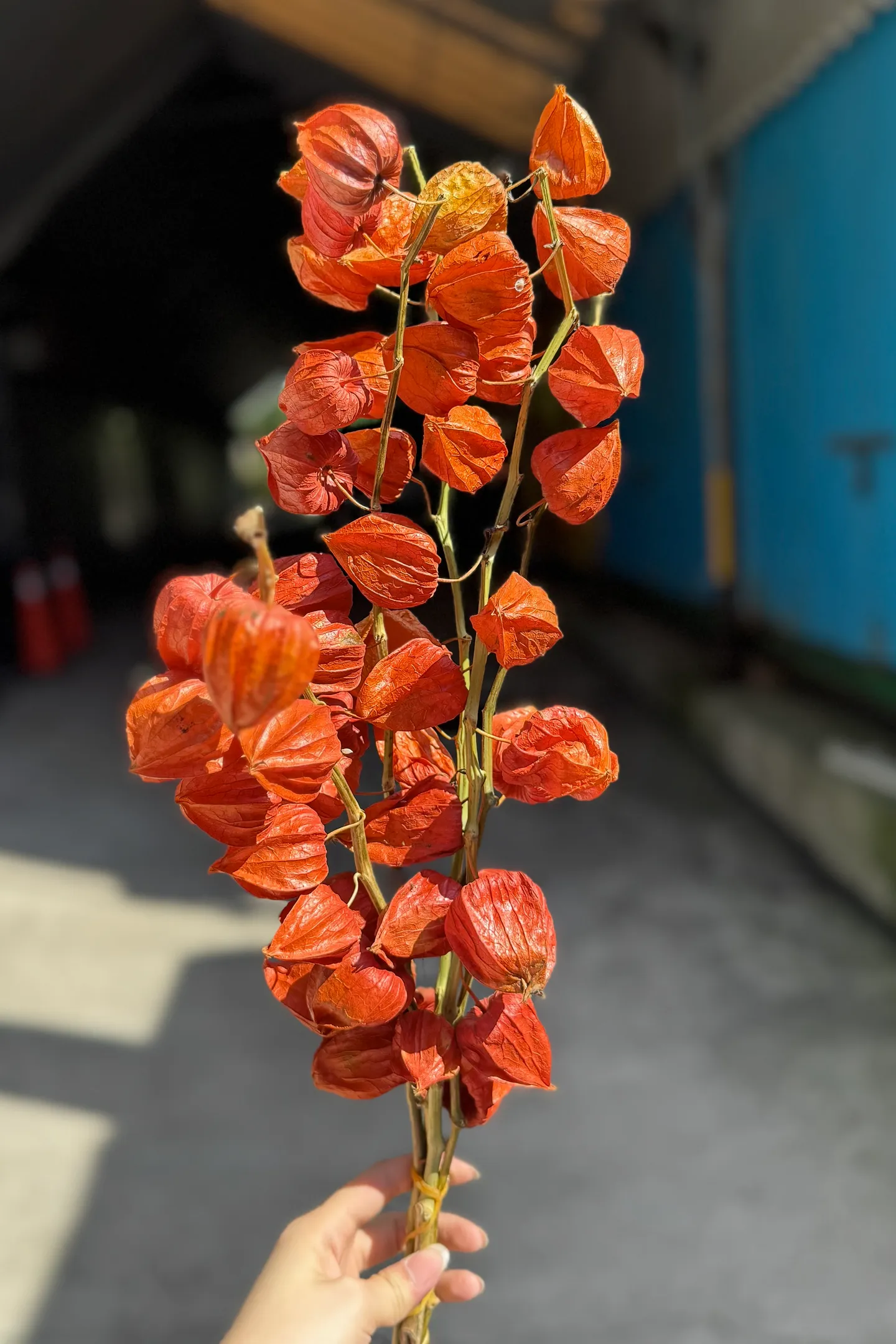 乾燥酸漿果 宮燈