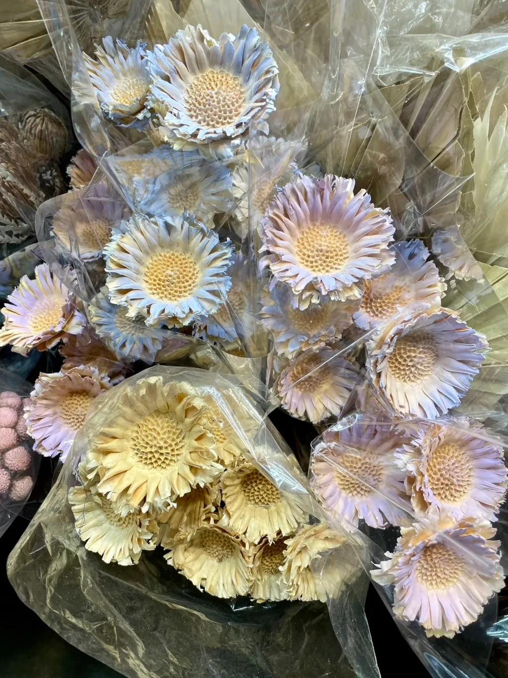 乾燥非洲小太陽