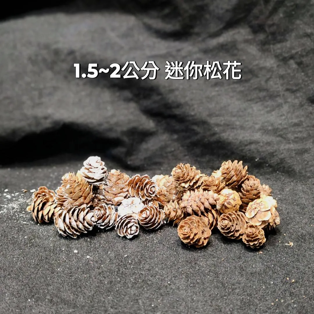 1.5~2公分 迷你松花