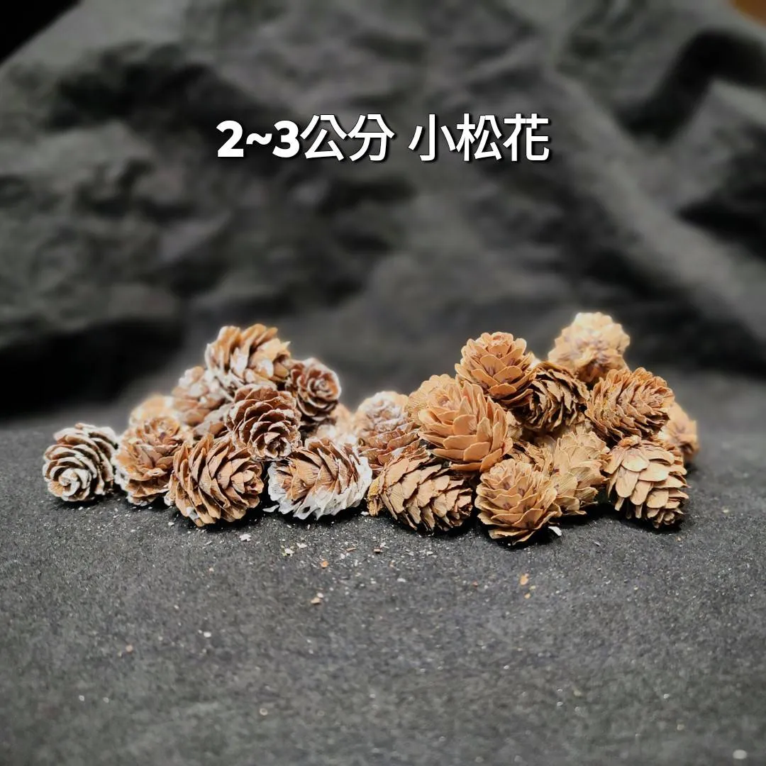 2~3公分 小松花
