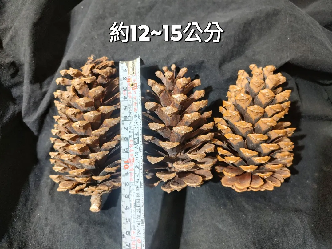 美國松 大松果