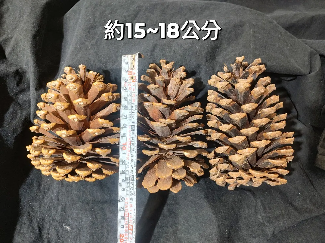 美國松 大松果