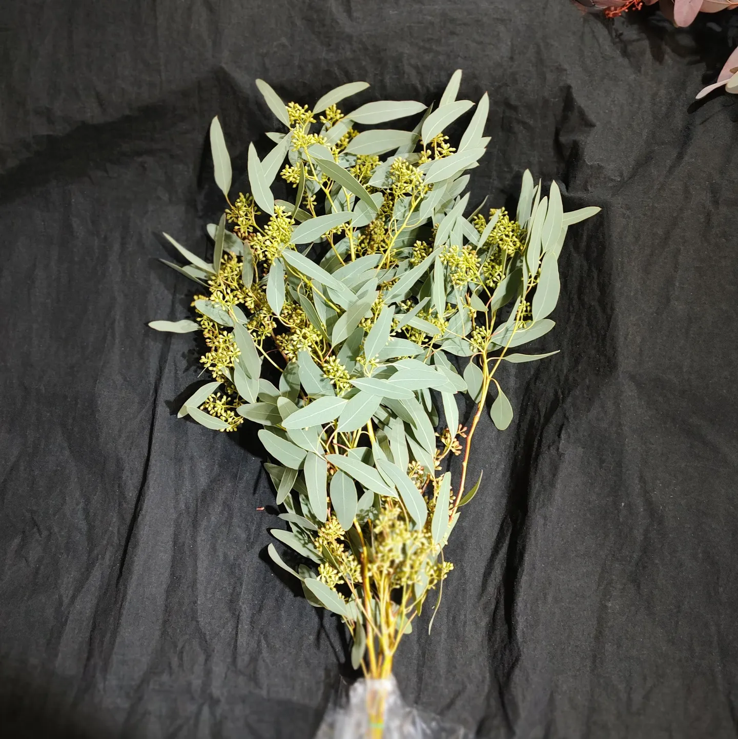 義大利乾燥帶果尤加利