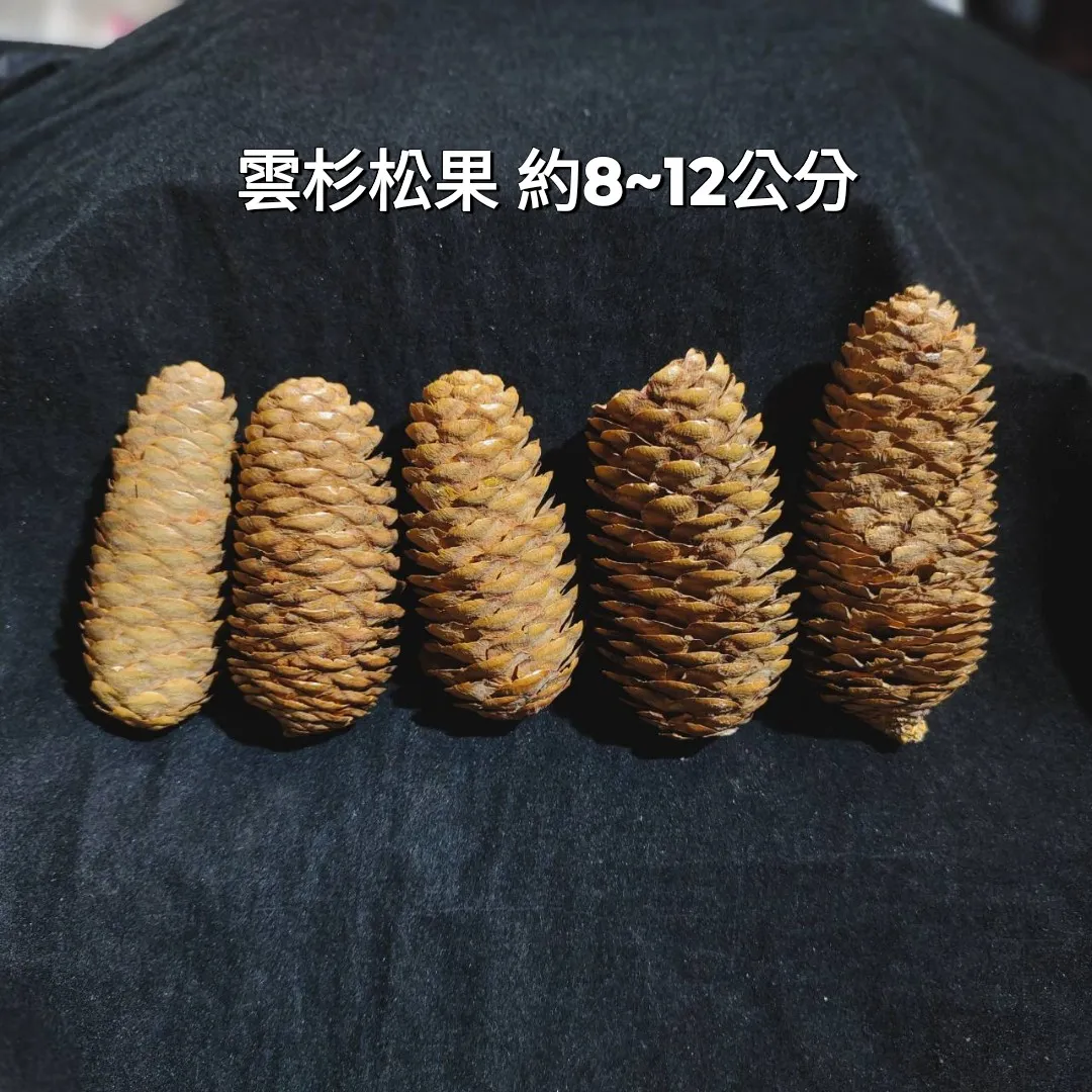 雲杉松果