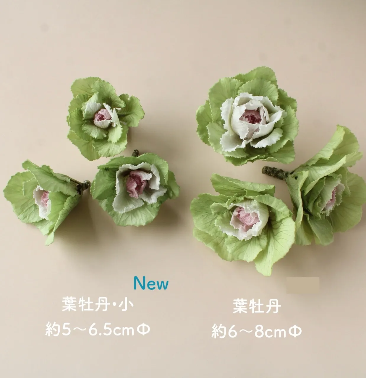 日本大地農園 永生葉牡丹 小