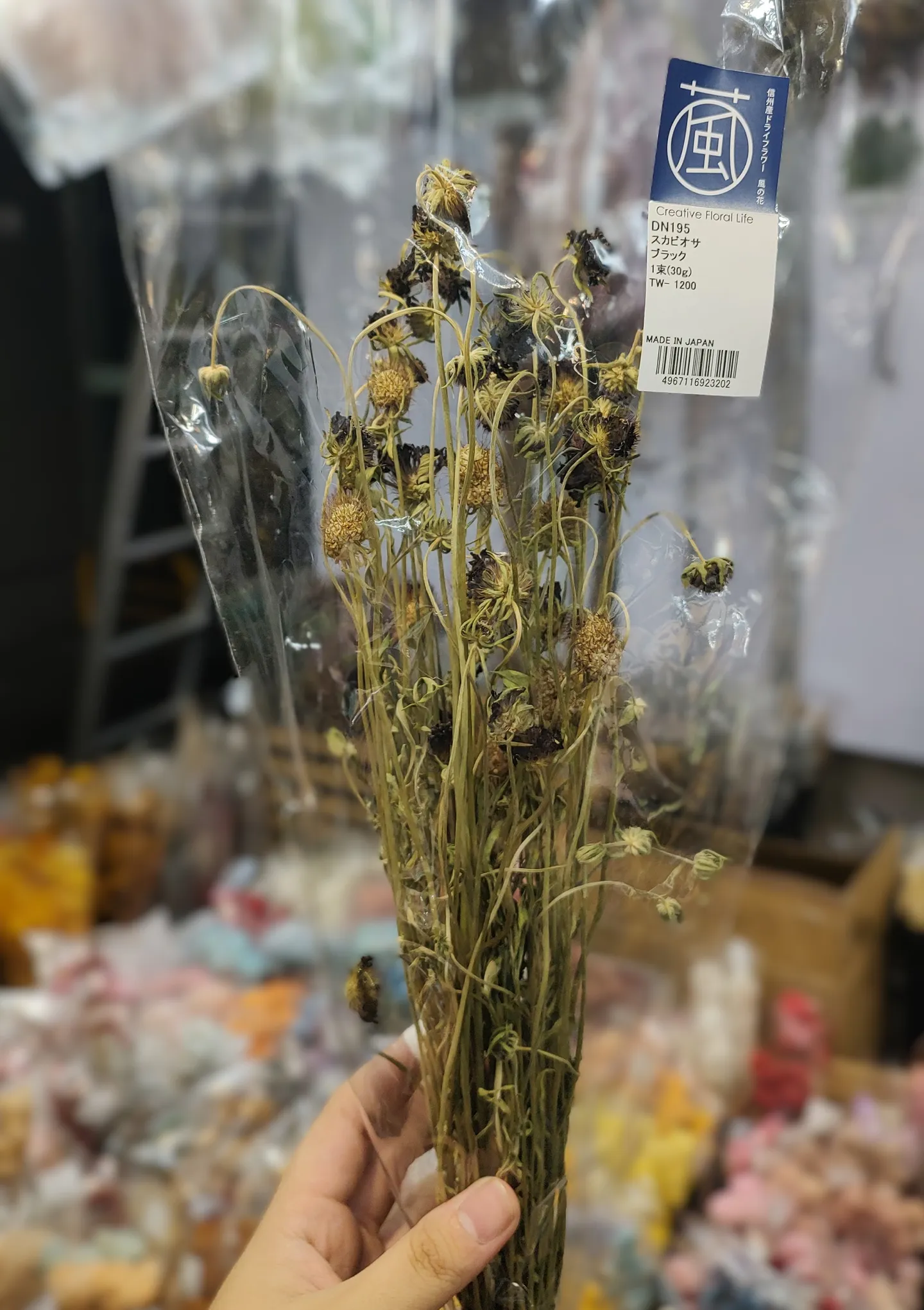 日本 乾燥松蟲果