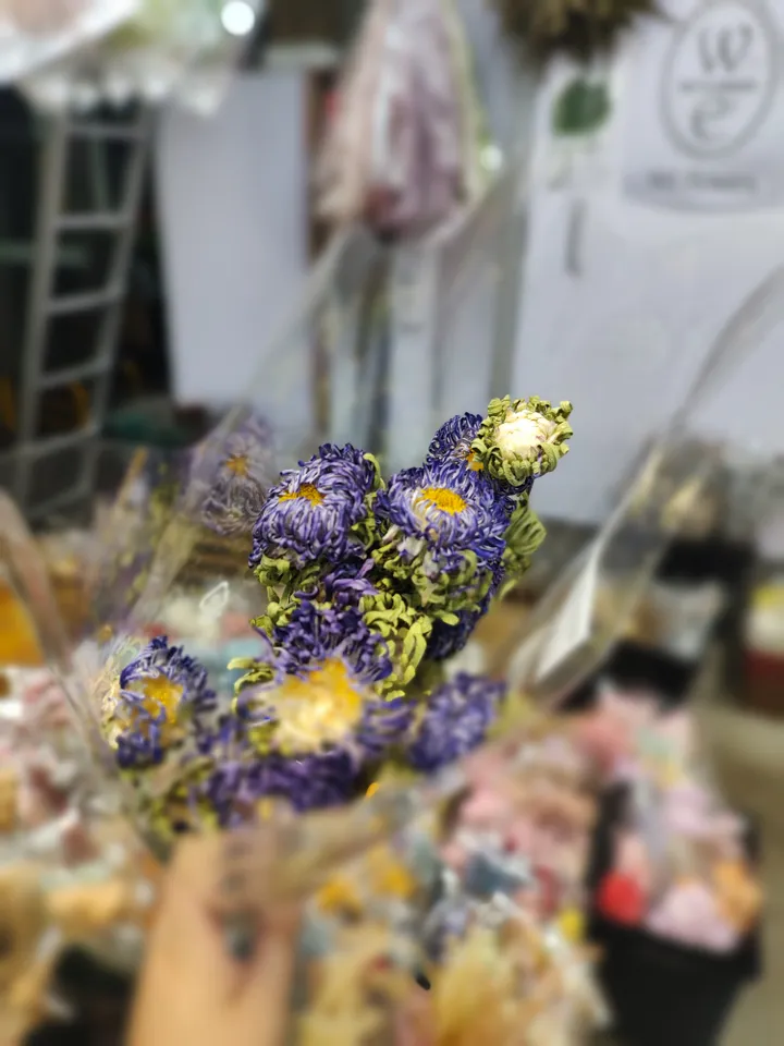 日本 乾燥麥桿菊