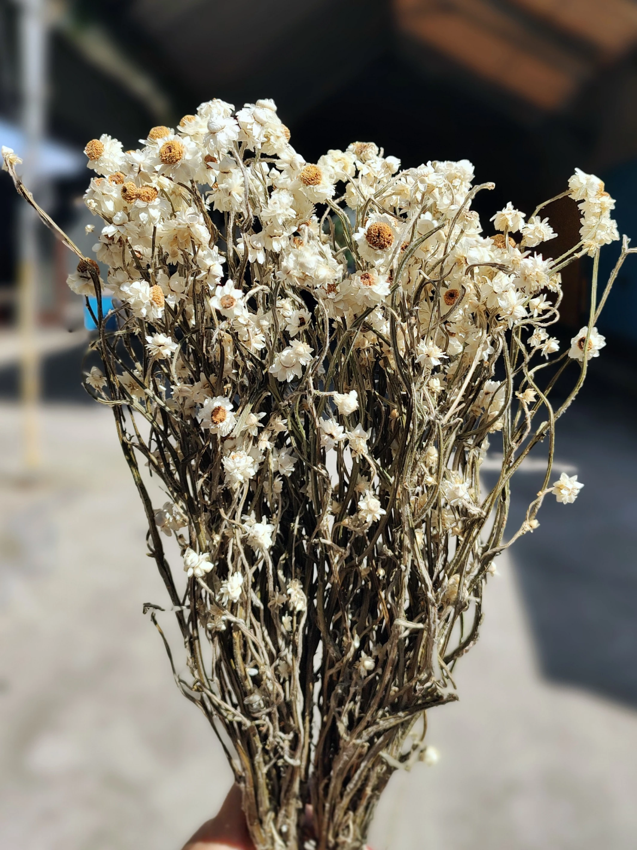 乾燥洋甘菊