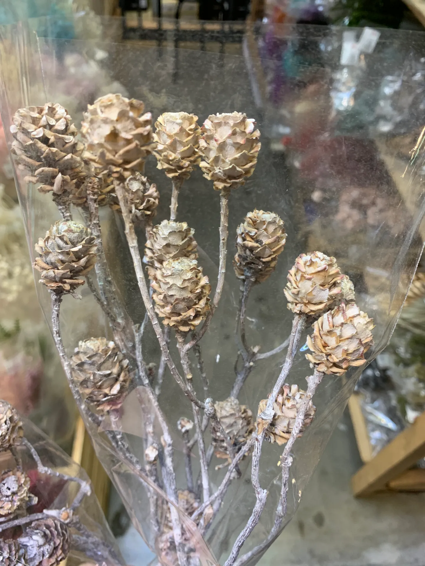 乾燥莎莉果實 刷白