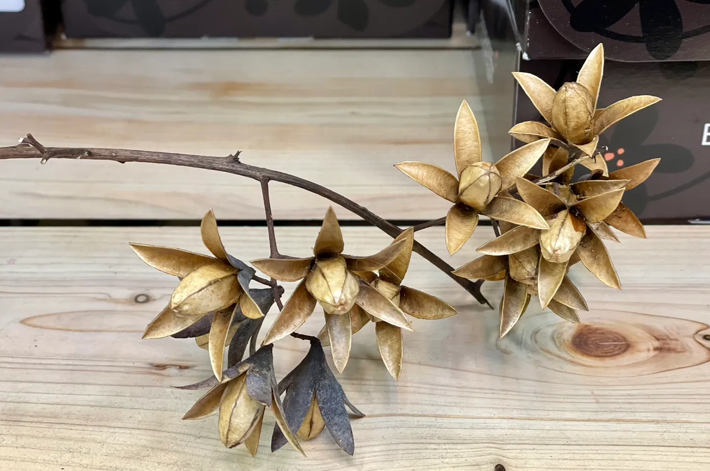 乾燥香椿果實
