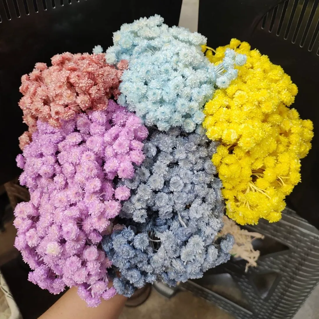 義大利乾燥蠟菊 彩色
