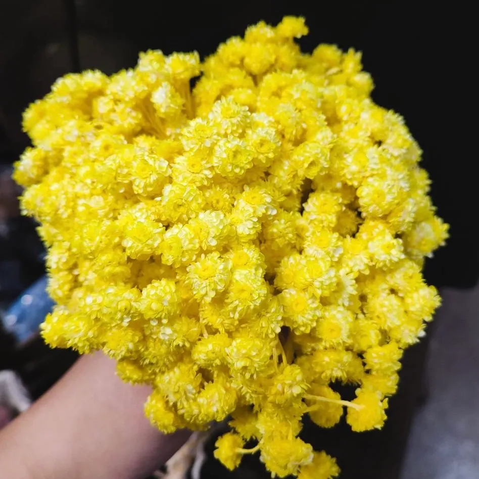 義大利乾燥蠟菊 彩色