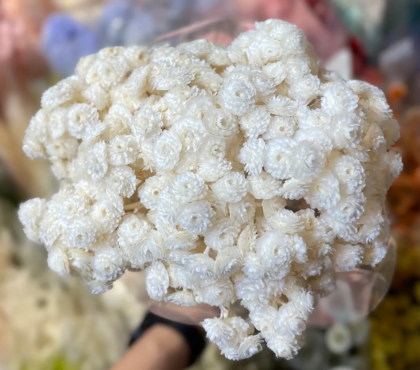 義大利乾燥蠟菊 白