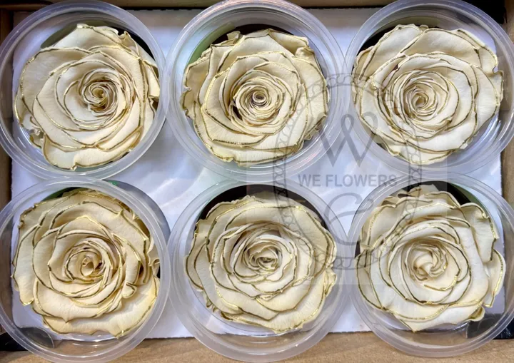 厄瓜多 RoseAmor XL 特大玫瑰 白底金邊