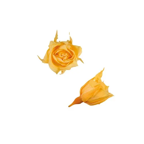 日本Florever 微型玫瑰