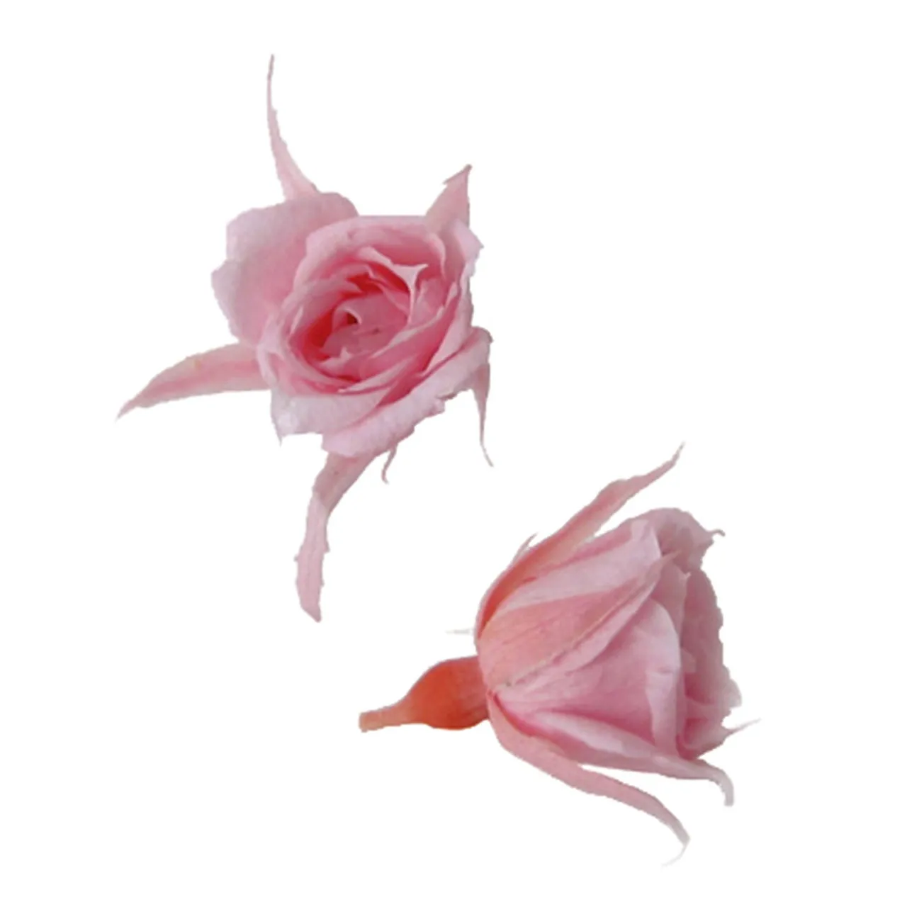 日本Florever 微型玫瑰