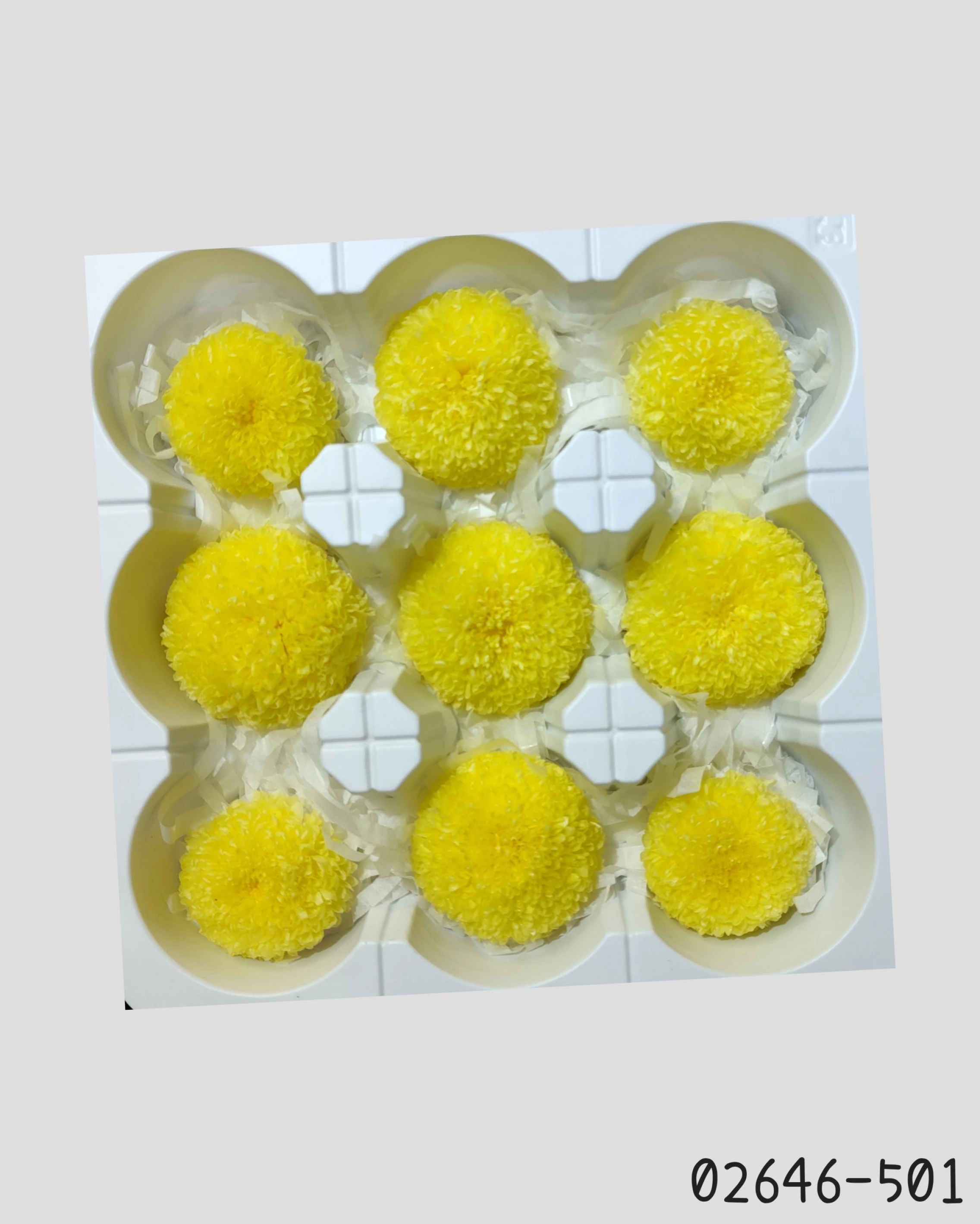 日本大地農園 乒乓菊