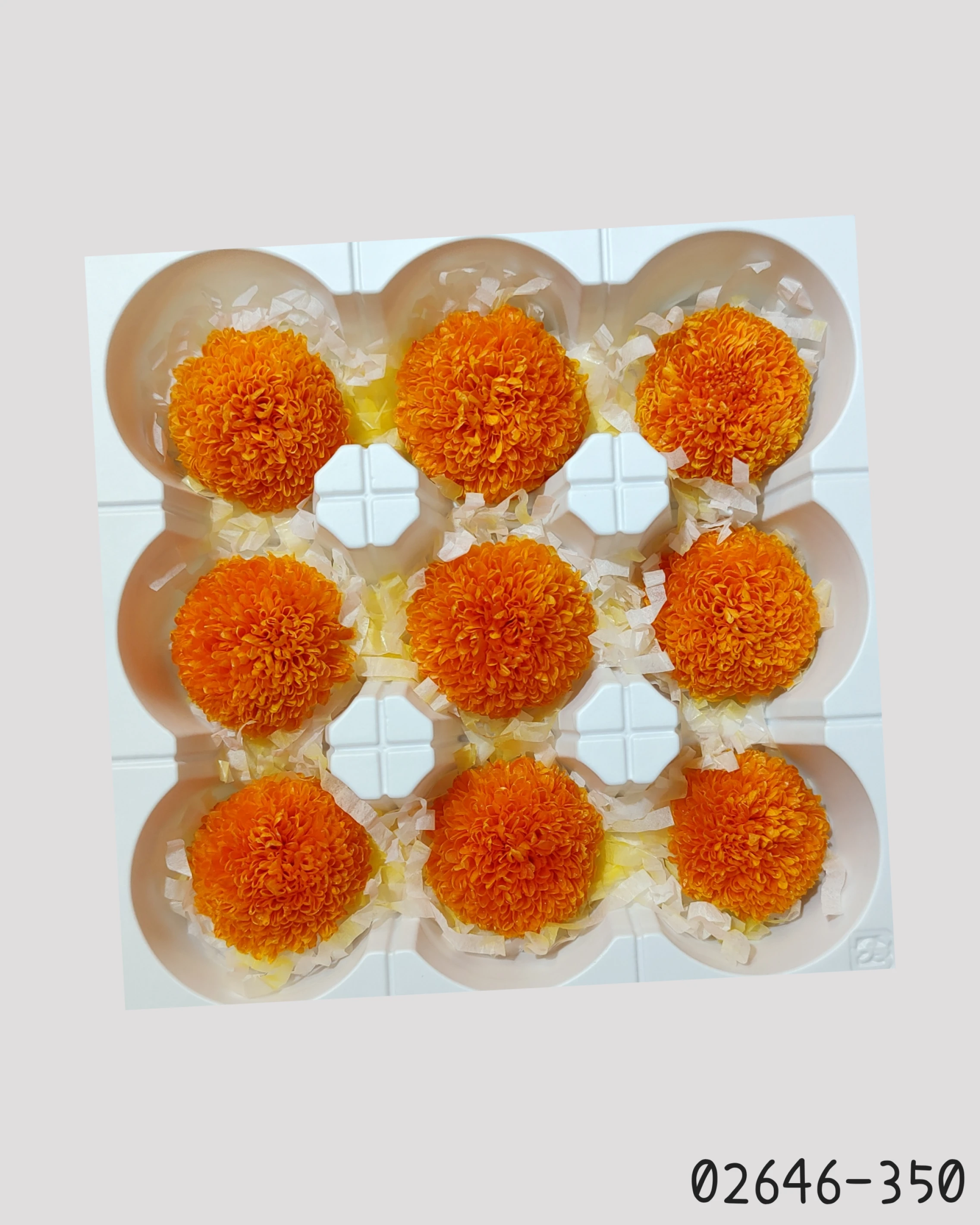 日本大地農園 乒乓菊