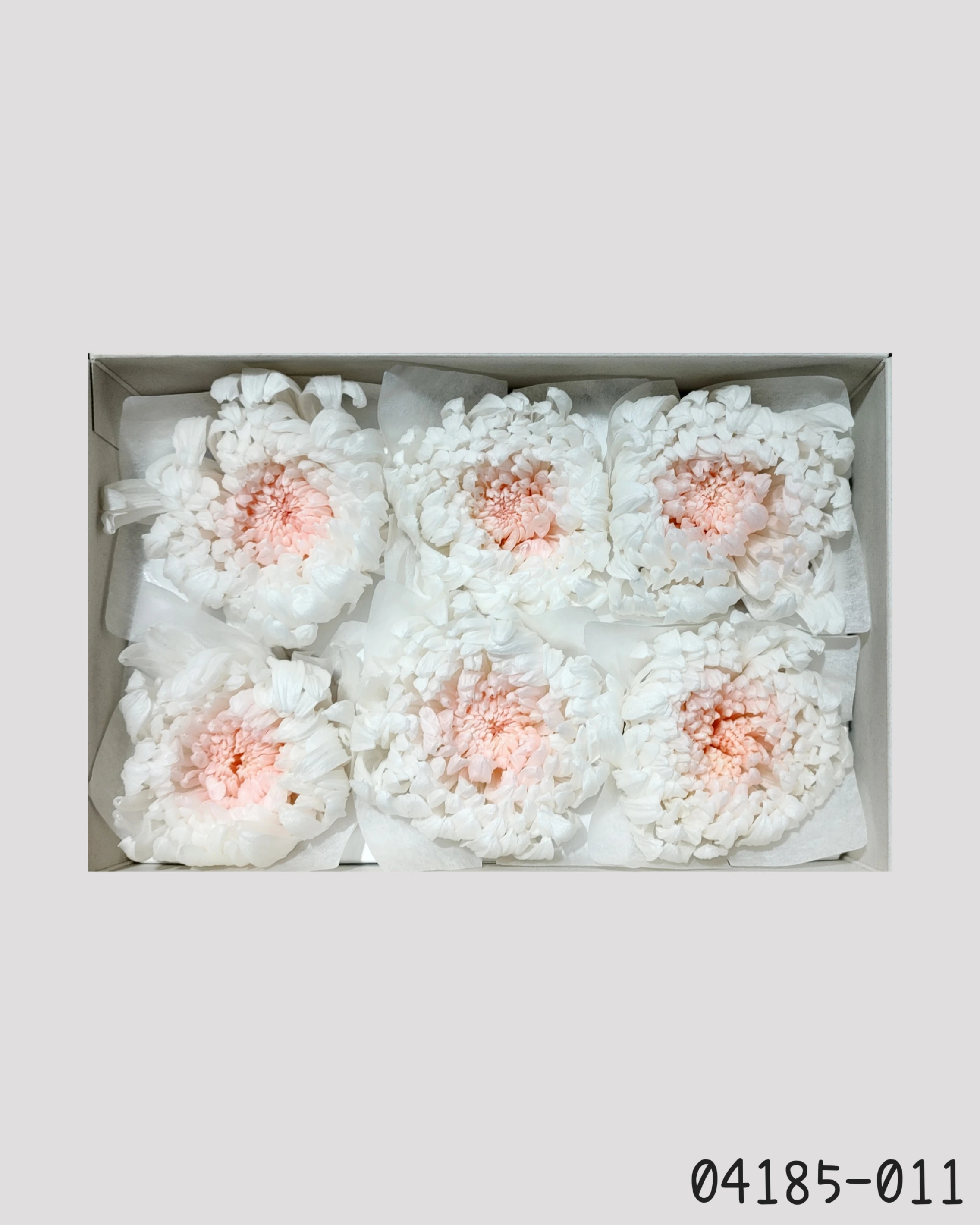 日本大地農園 盛開輪菊 漸層