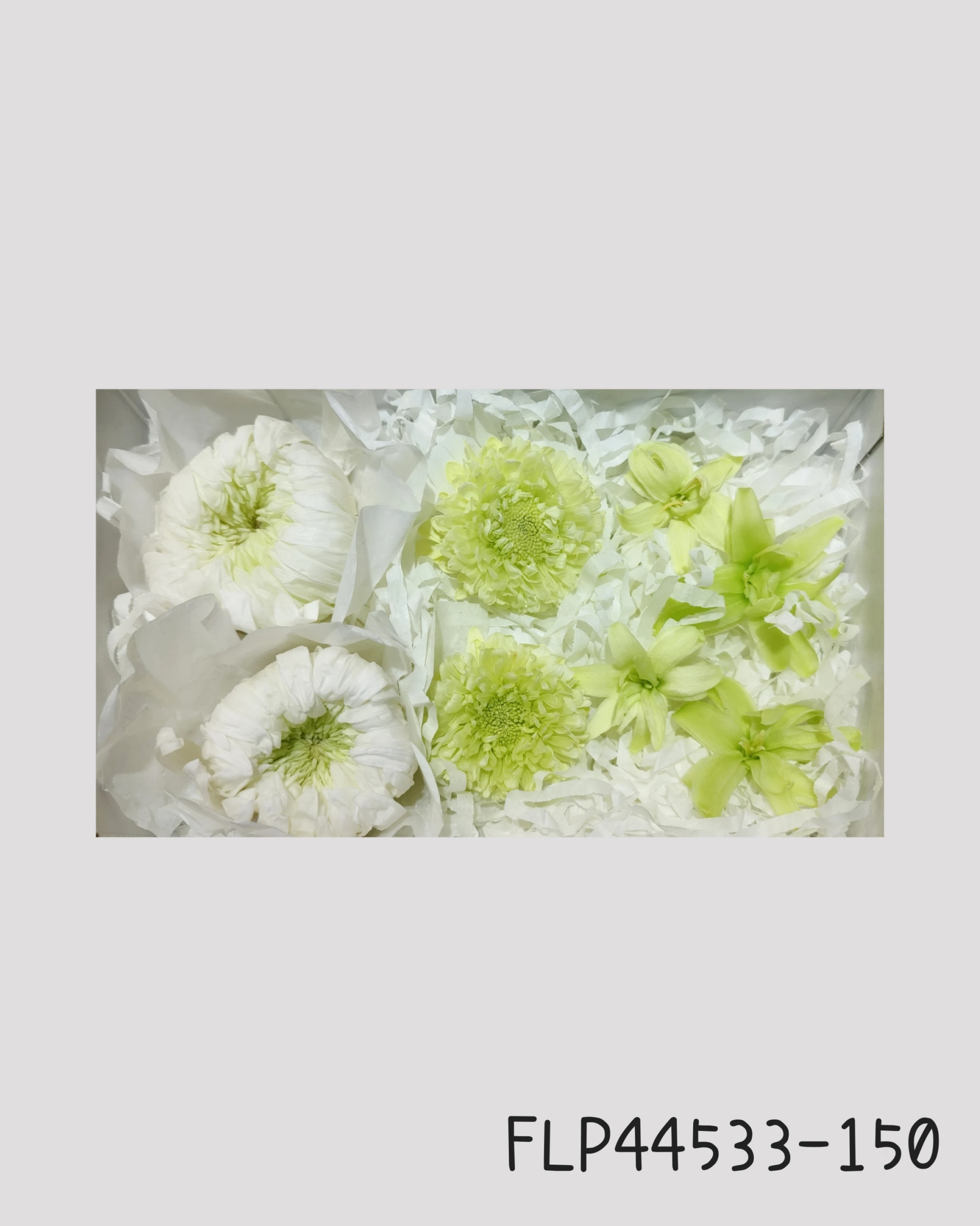日本Florever 輪菊紫苑永生花組合 綠色系