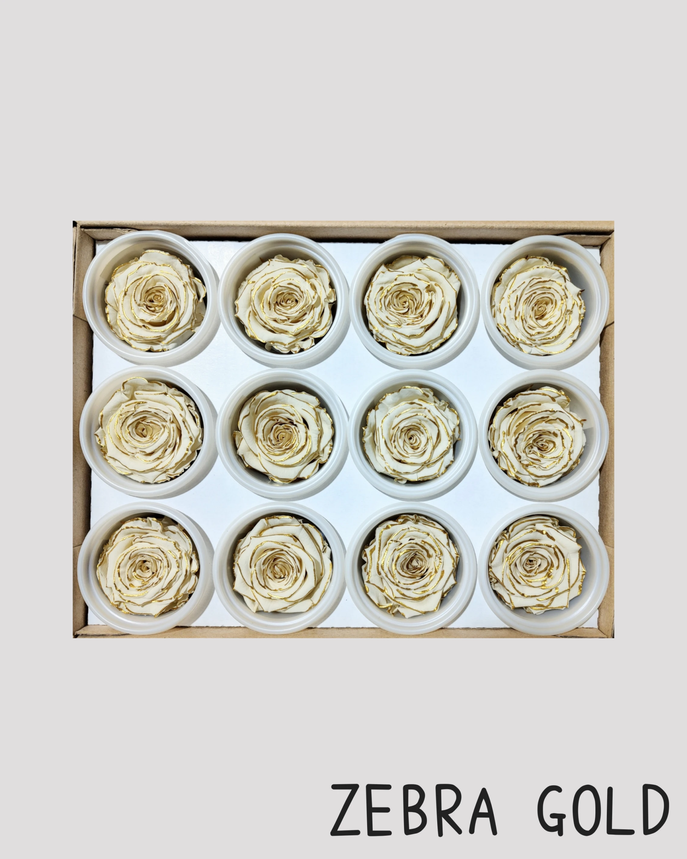 厄瓜多 RoseAmor S 中玫瑰 白底金邊