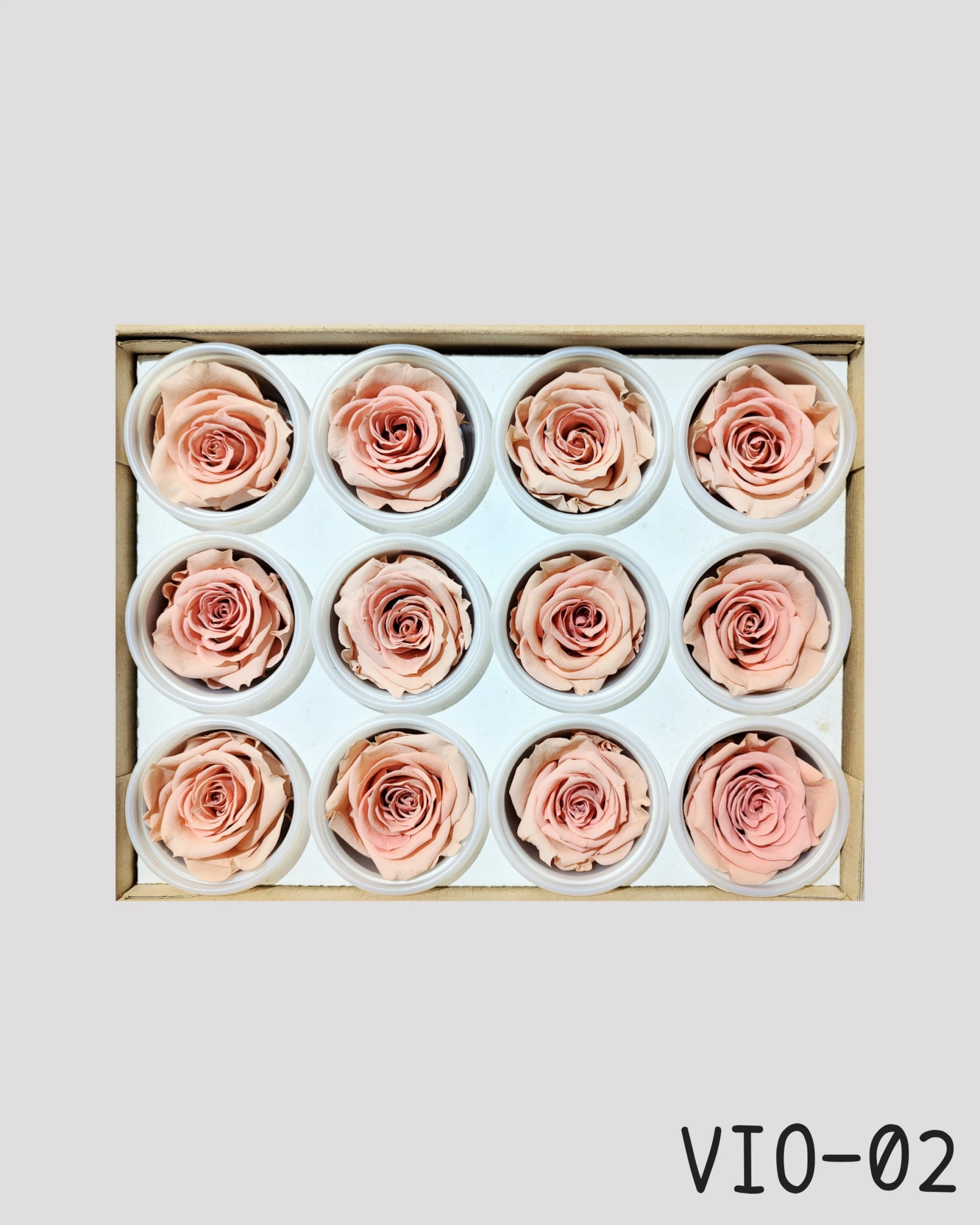 *厄瓜多 RoseAmor S 中玫瑰