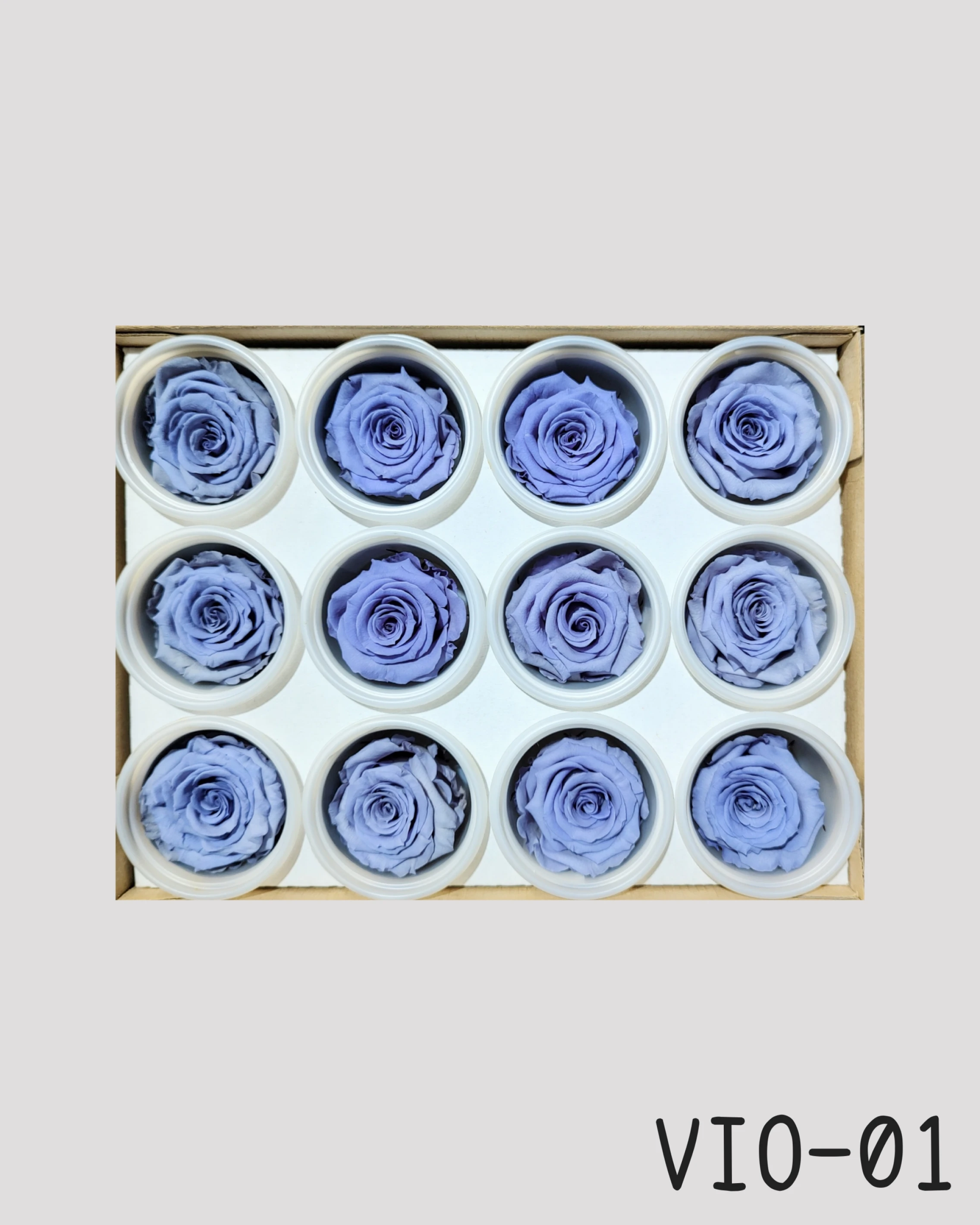 *厄瓜多 RoseAmor S 中玫瑰
