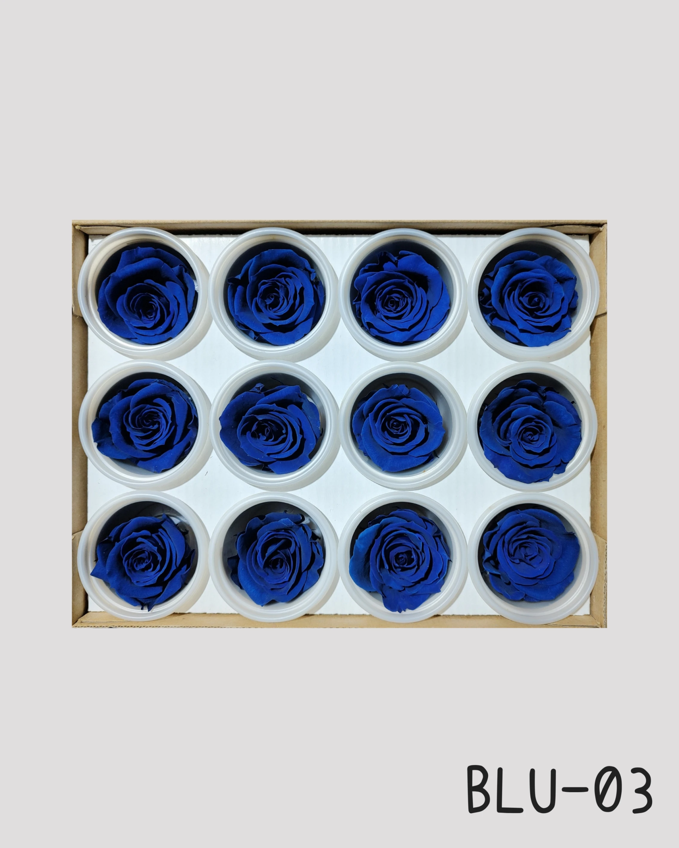 *厄瓜多 RoseAmor S 中玫瑰