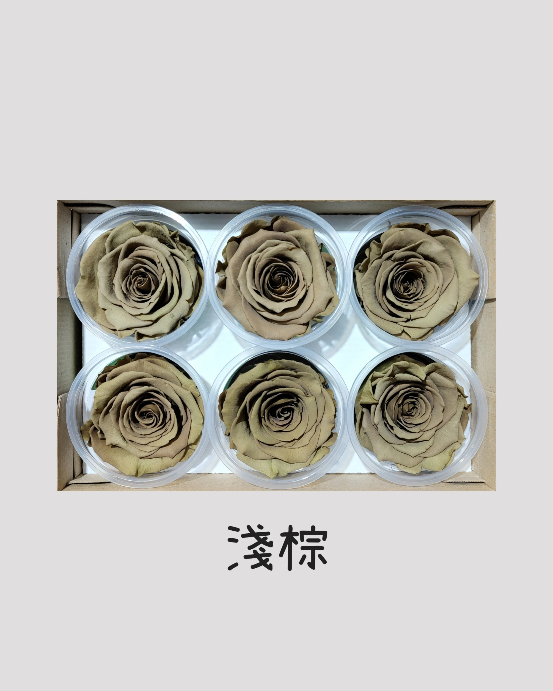 厄瓜多 RoseAmor XL 特大玫瑰