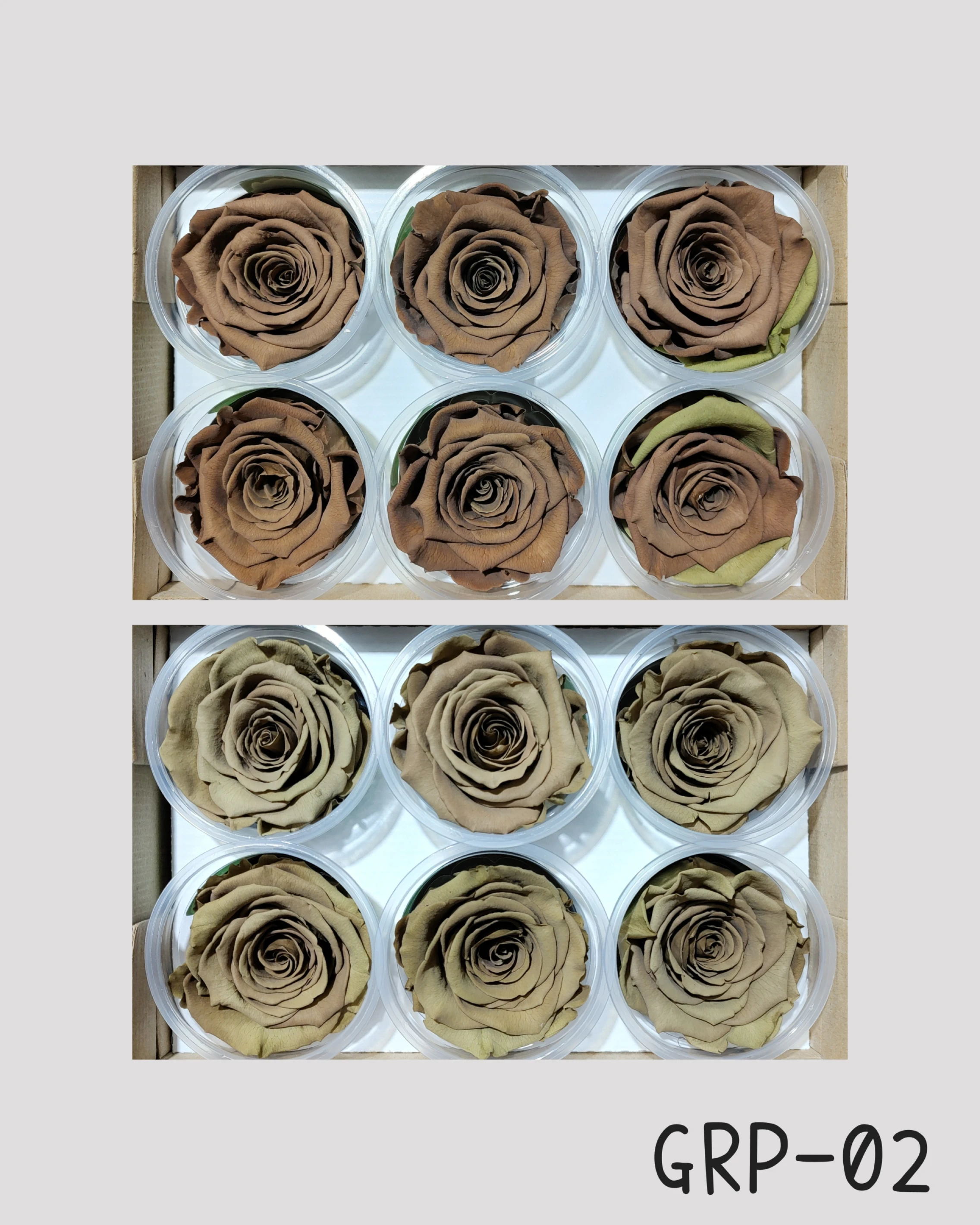 厄瓜多 RoseAmor XL 特大玫瑰