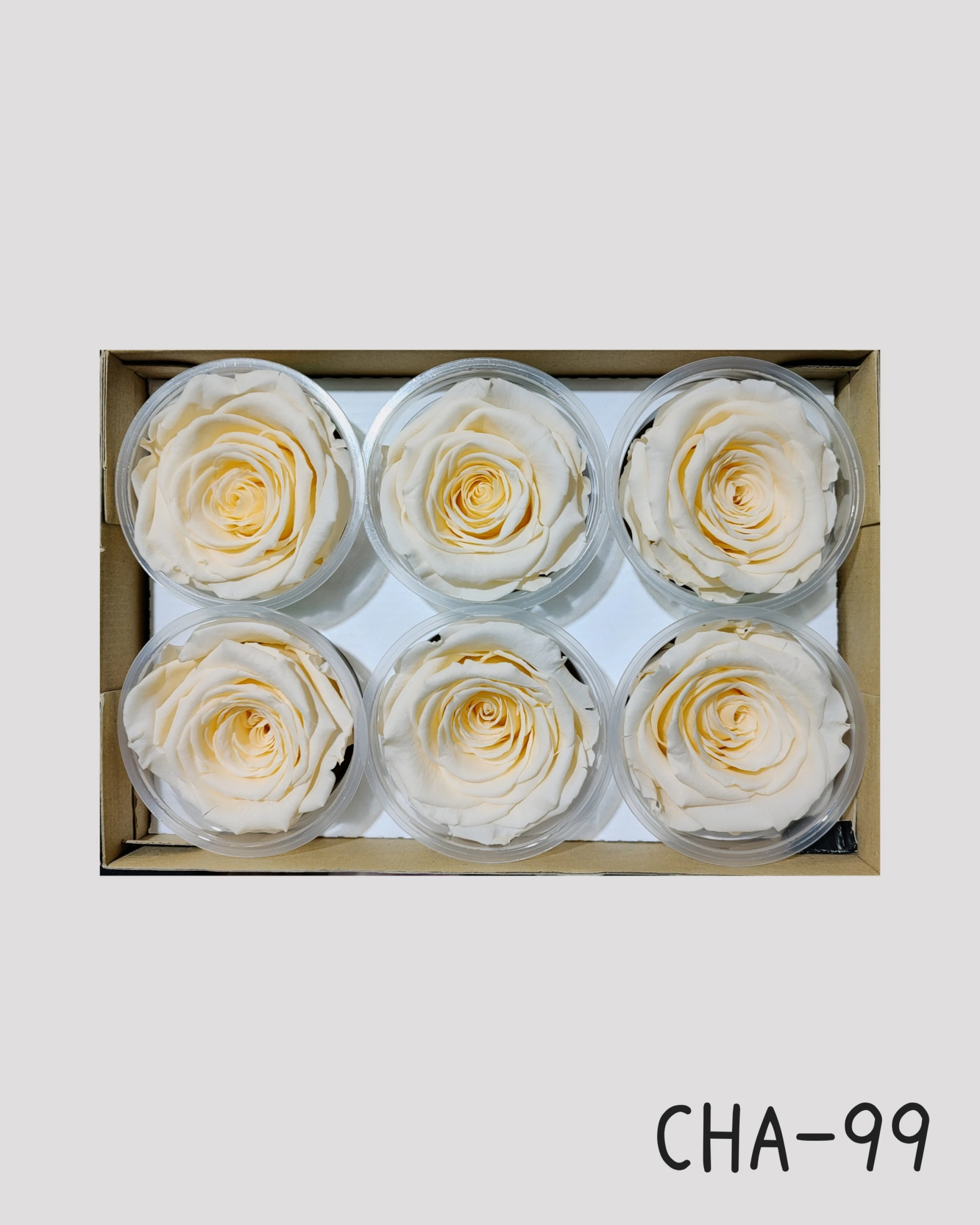 厄瓜多 RoseAmor XL 特大玫瑰