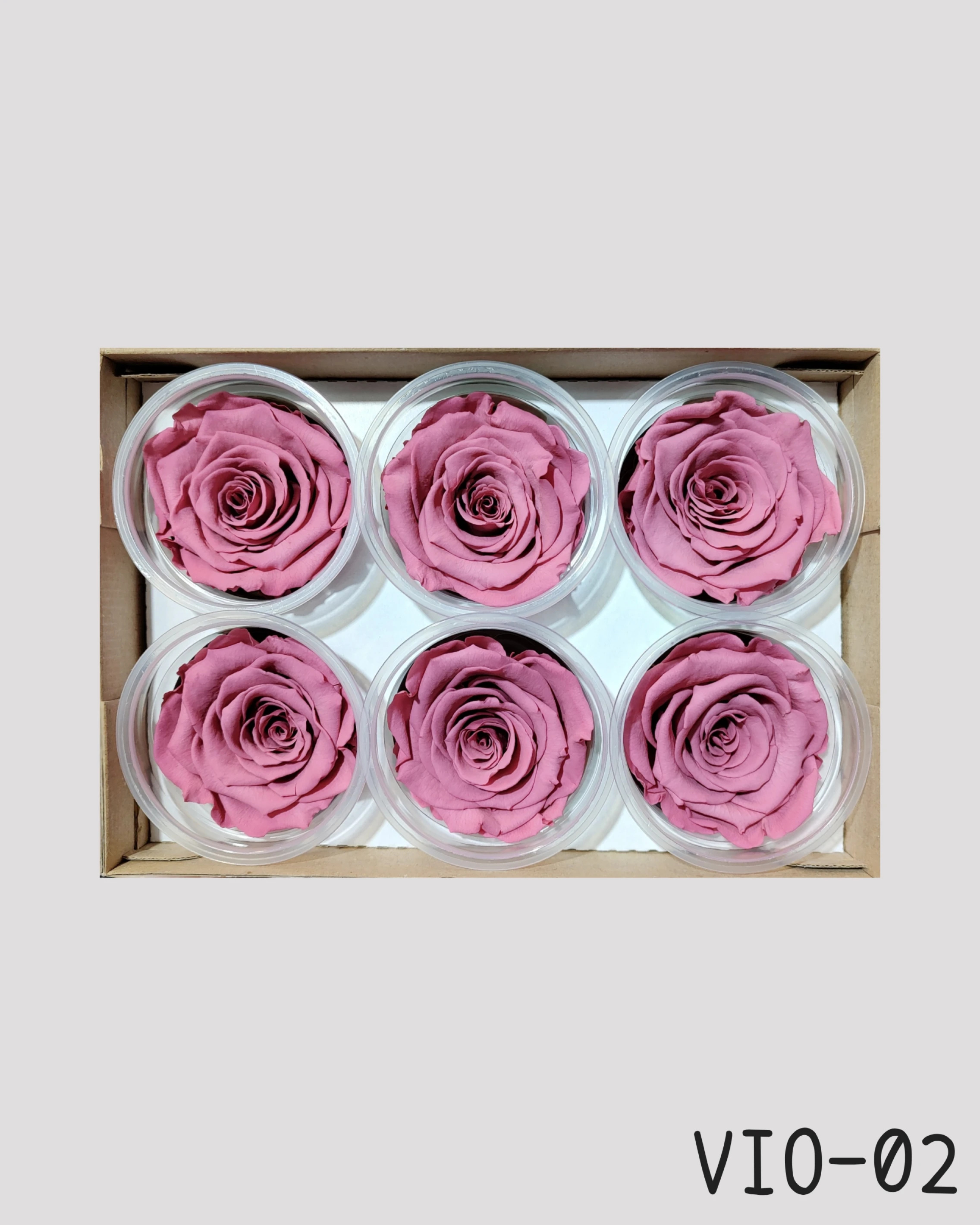 厄瓜多 RoseAmor XL 特大玫瑰