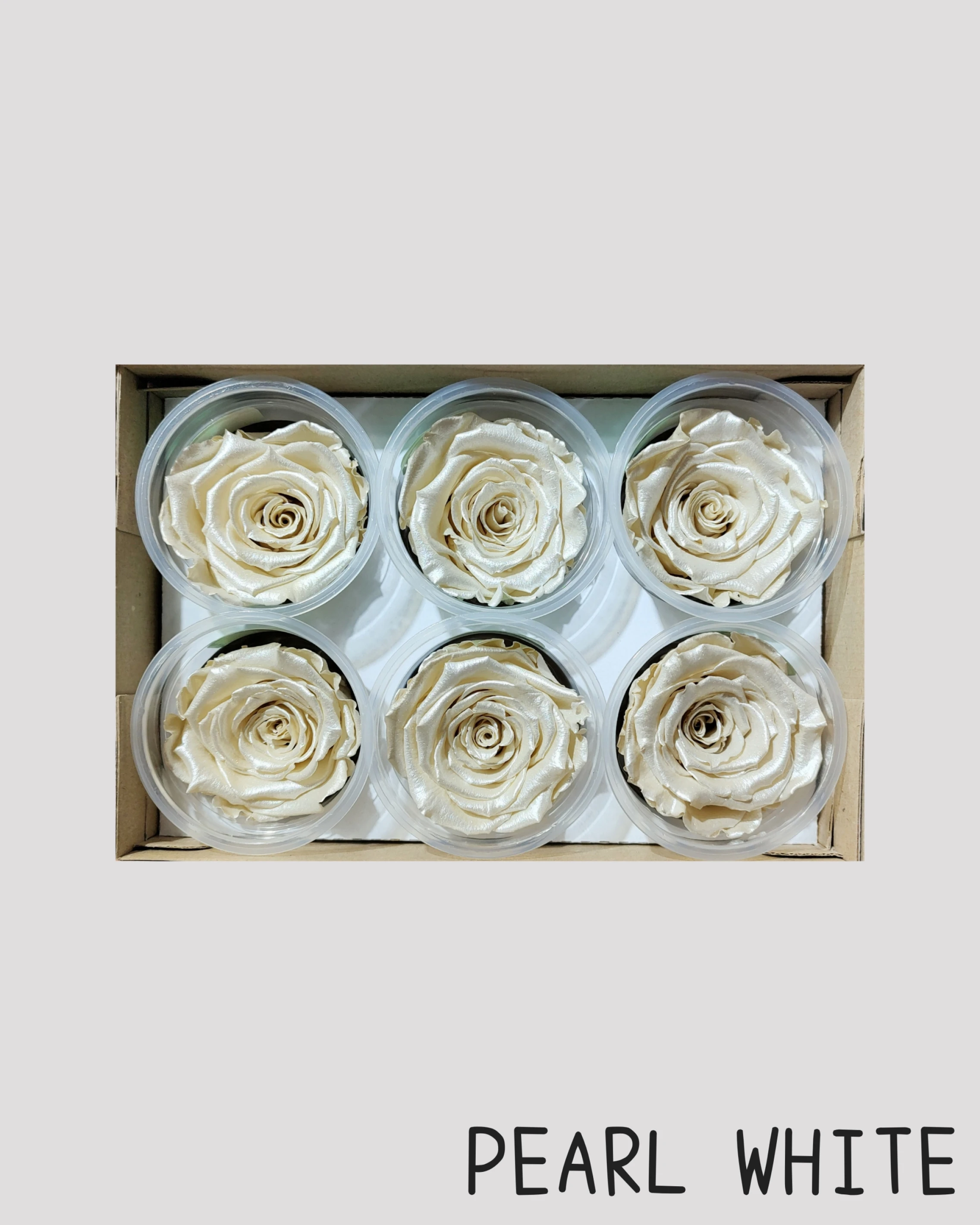 厄瓜多 RoseAmor XL 特大玫瑰 珠光白
