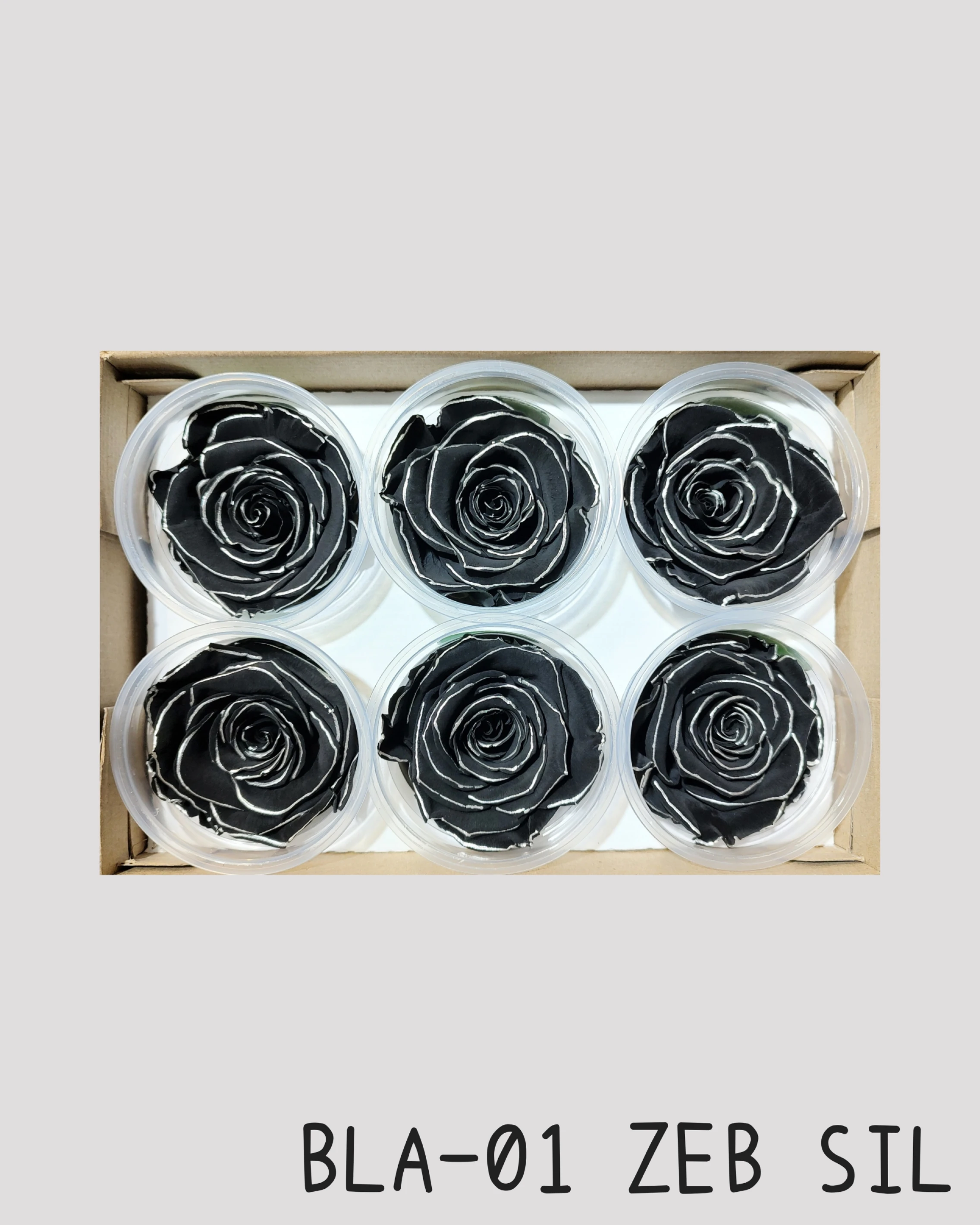 厄瓜多 RoseAmor XL 特大玫瑰 黑底銀邊