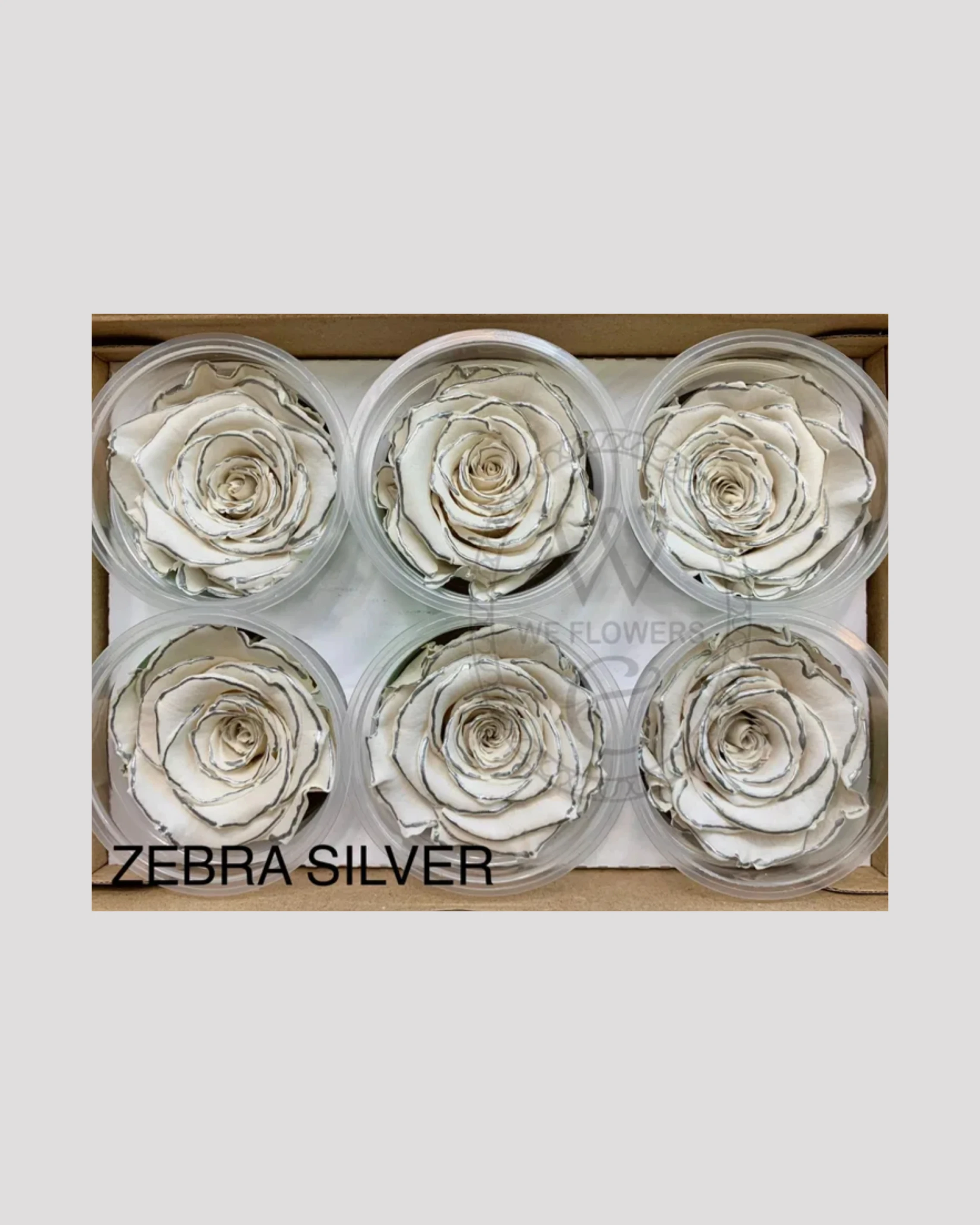 厄瓜多 RoseAmor XL 特大玫瑰 白底銀邊