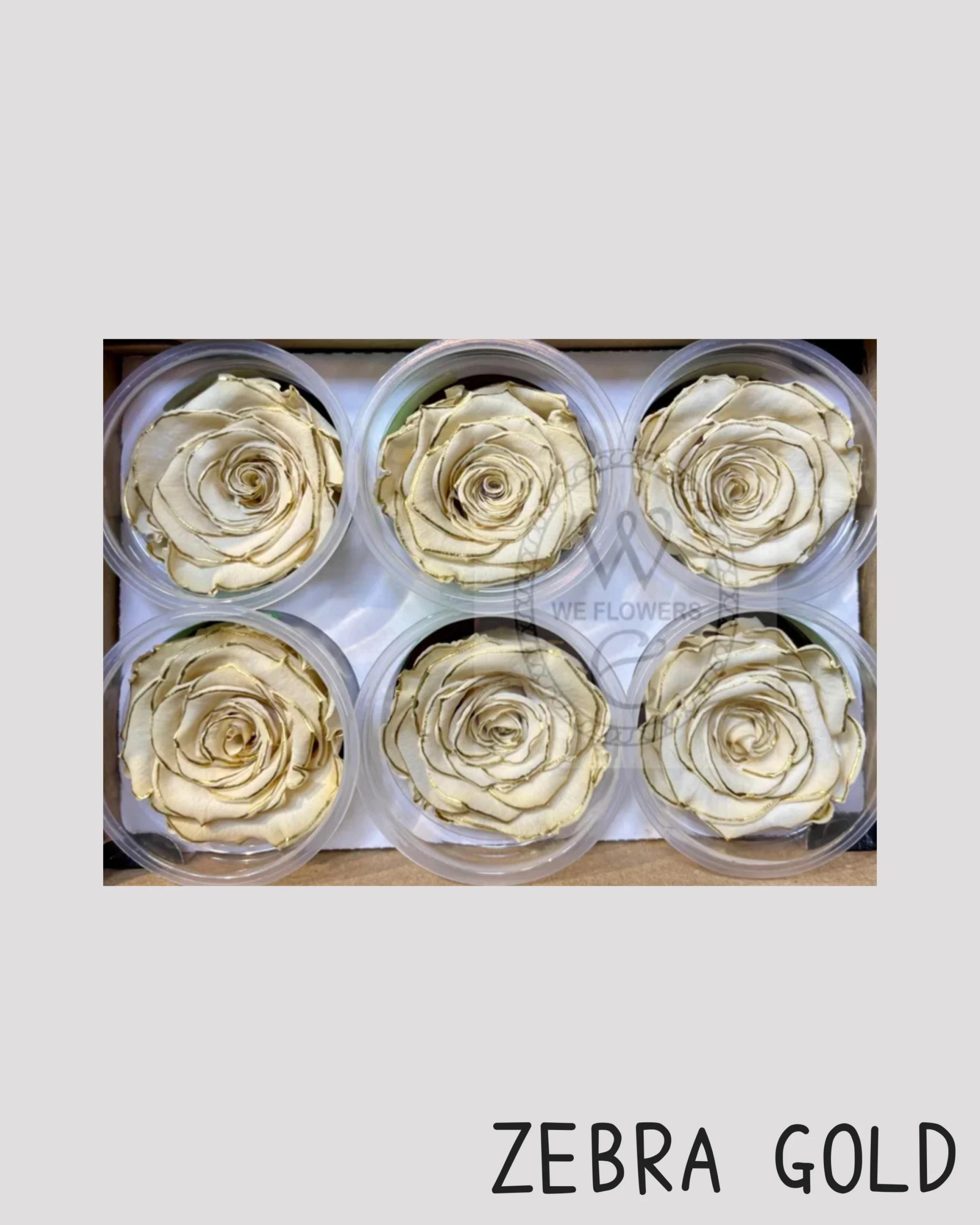 厄瓜多 RoseAmor XL 特大玫瑰 白底金邊