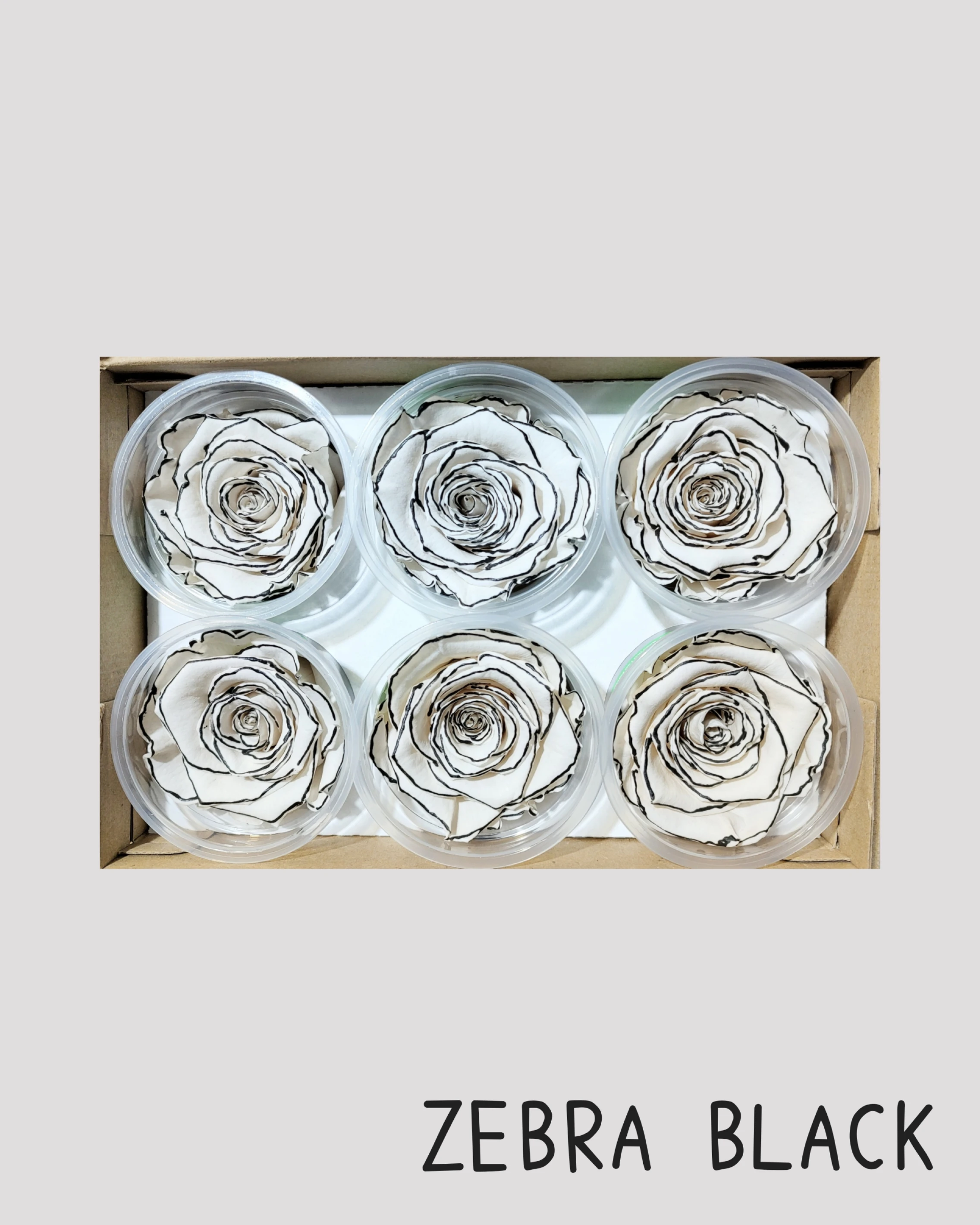 厄瓜多 RoseAmor XL 特大玫瑰 白底黑邊