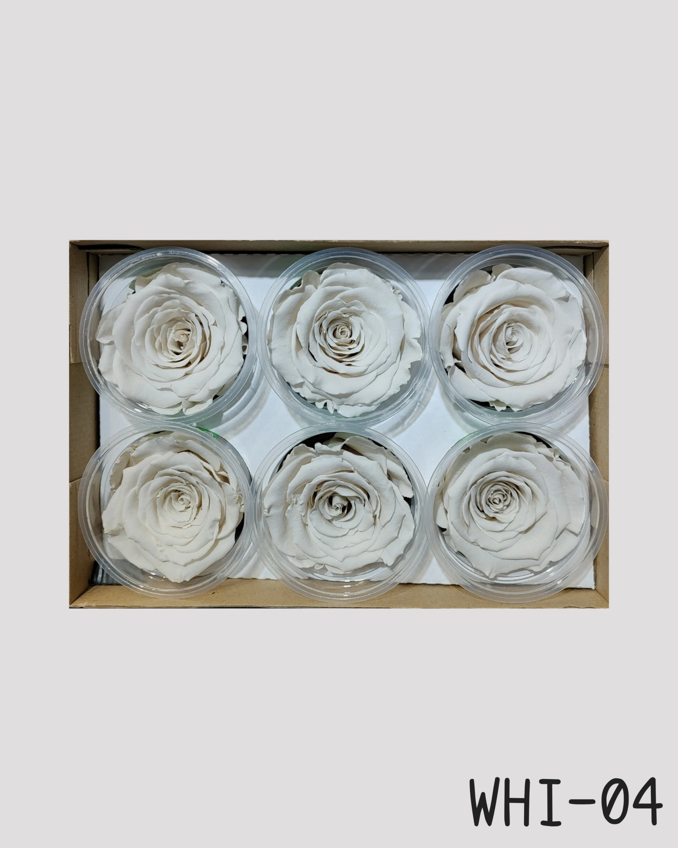 厄瓜多 RoseAmor XL 特大玫瑰