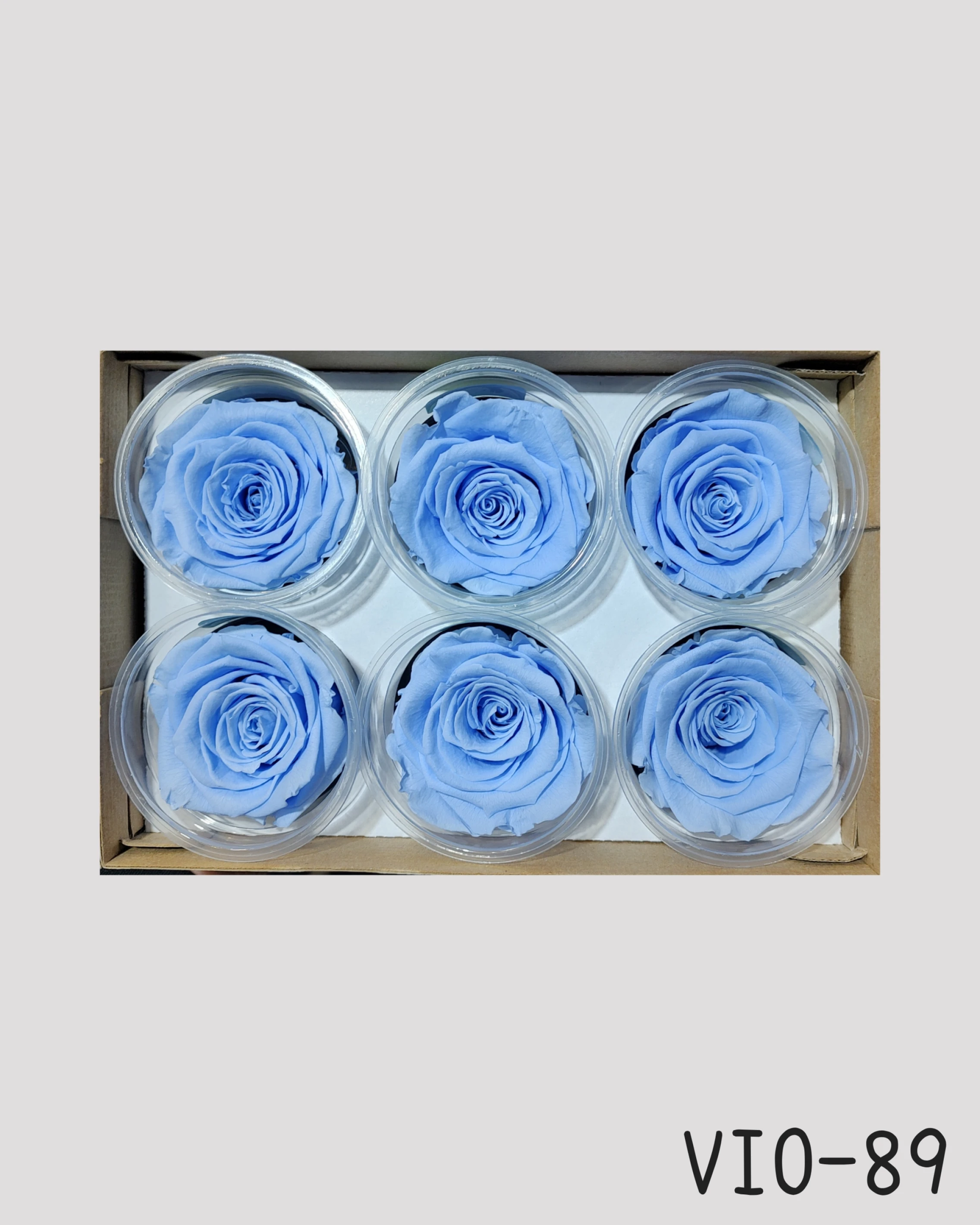 厄瓜多 RoseAmor XL 特大玫瑰