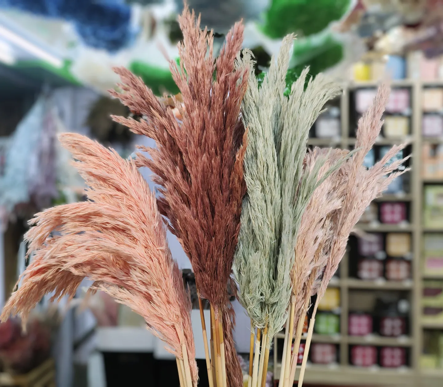 乾燥長穗小蘆葦