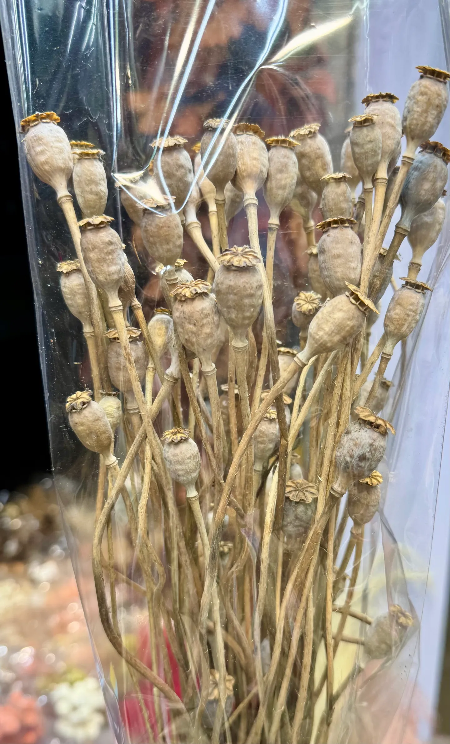 義大利乾燥虞美人
