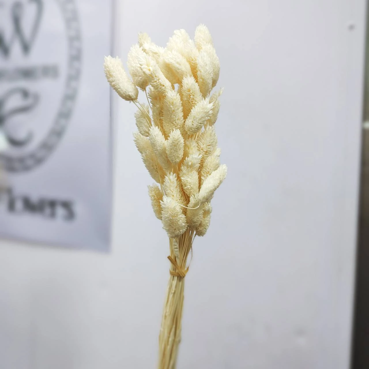 乾燥加那利